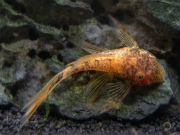 best boxing pleco fishing Red Calico Long Fin