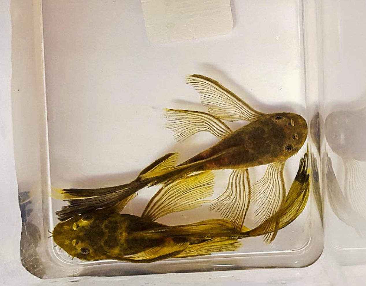 Plecostomus Breeding Pair