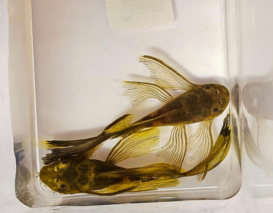 Plecostomus Breeding Pair