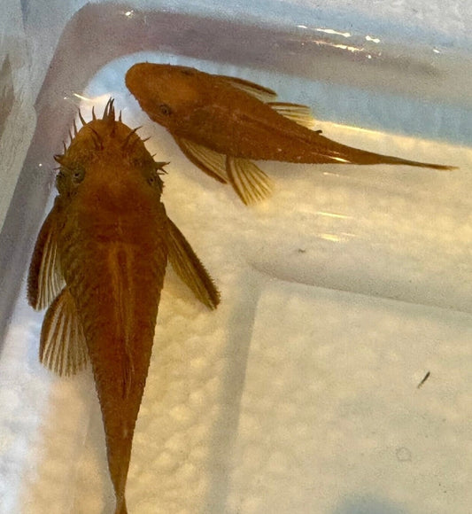 Green dragon short fin breeding pair