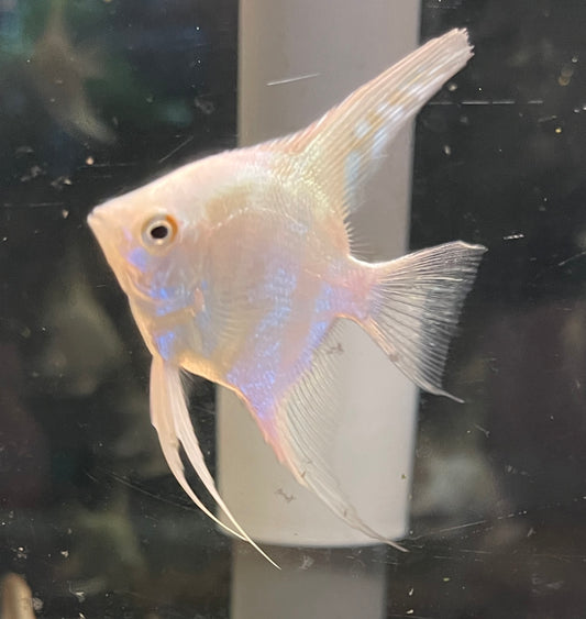 Bulgarian marble lilac point