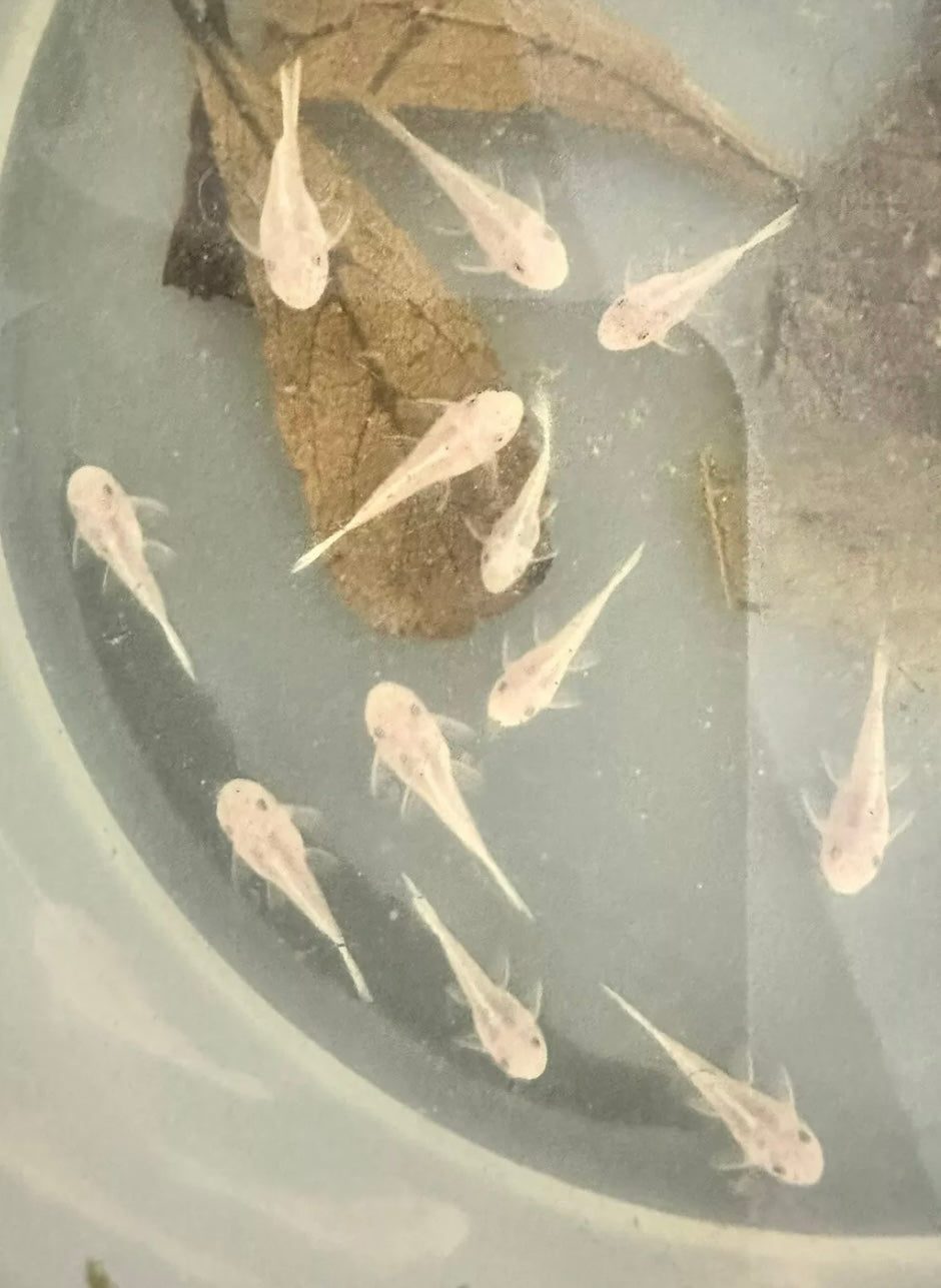 Snow White short fin pleco