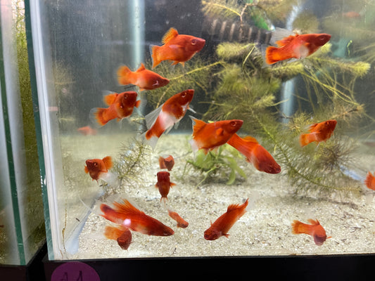Albino kohaku rose hi fin swordtail pair