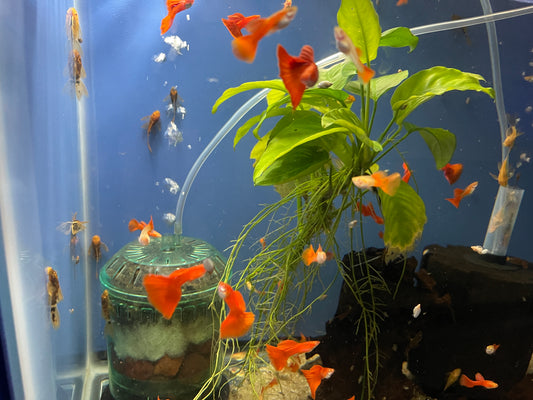 Albino full red guppy pair