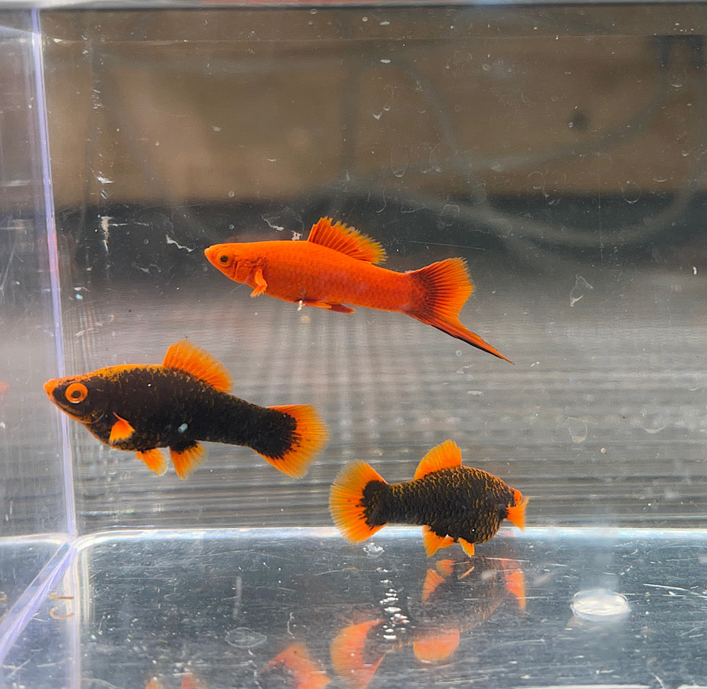 Red alpha and ruby red trio