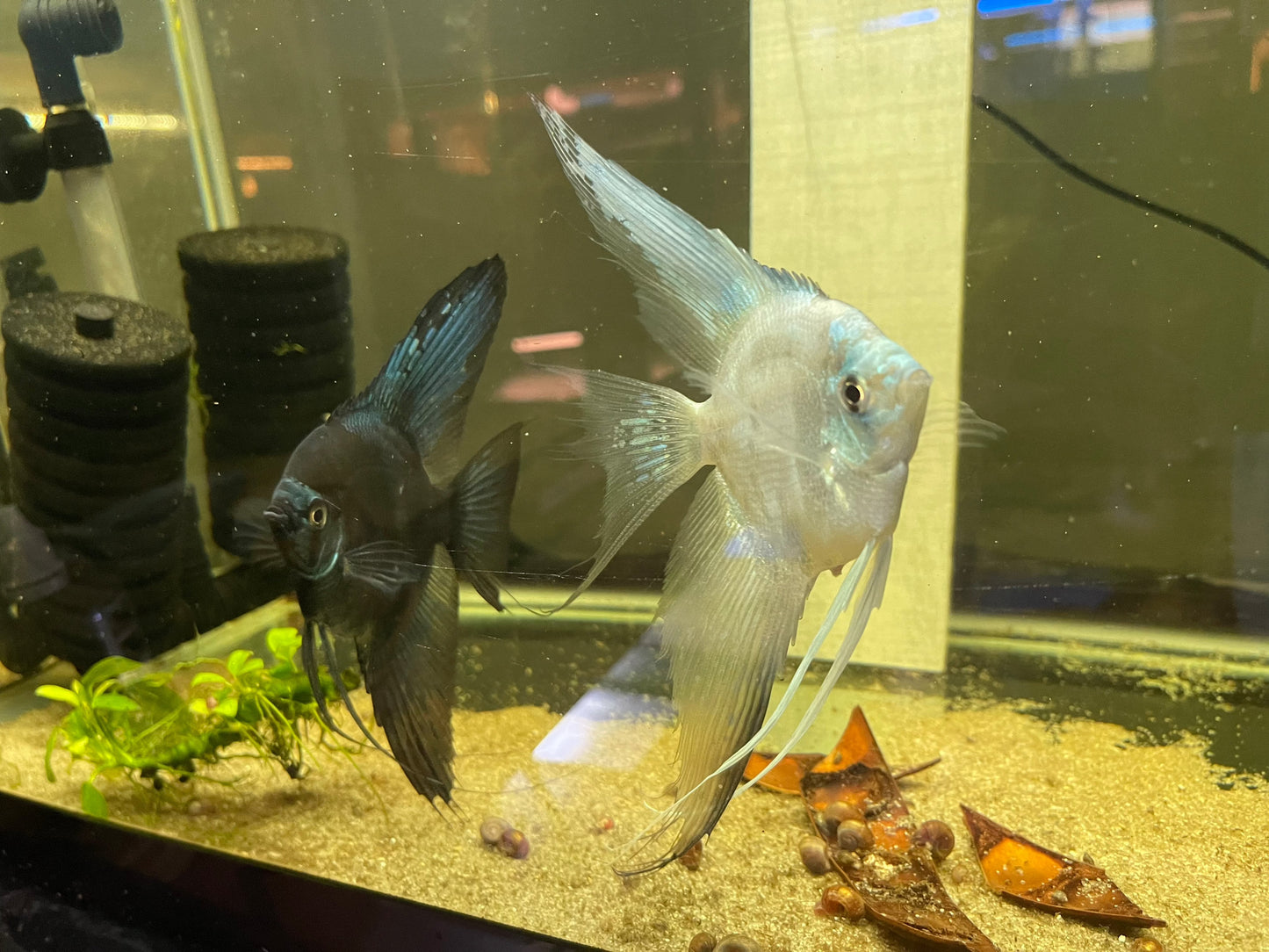 Blue Pinoy ParaibaBlue Pinoy Paraiba Introducing the stunning Blue Pinoy Paraiba, a must-have for any angelfish enthusiast. This unique fish boasts a beautiful blue color with hints of green and purple, making it a standout in any aquarium. The 2nd and 3r