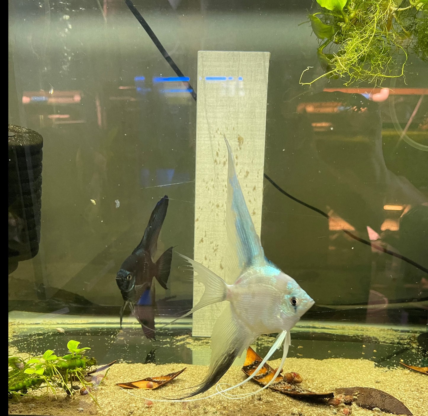 Blue Pinoy ParaibaBlue Pinoy Paraiba Introducing the stunning Blue Pinoy Paraiba, a must-have for any angelfish enthusiast. This unique fish boasts a beautiful blue color with hints of green and purple, making it a standout in any aquarium. The 2nd and 3r