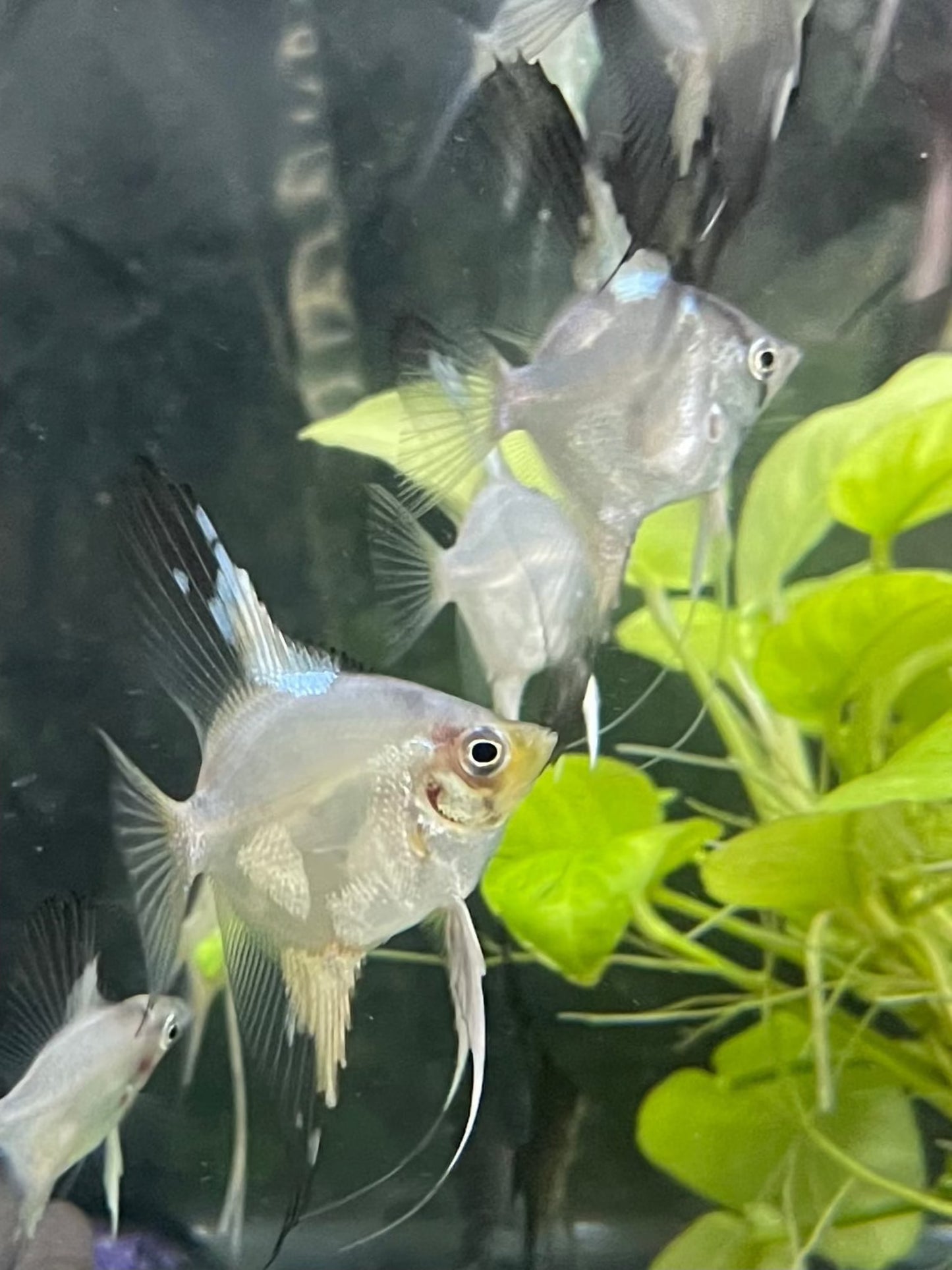 Blue Pinoy ParaibaBlue Pinoy Paraiba Introducing the stunning Blue Pinoy Paraiba, a must-have for any angelfish enthusiast. This unique fish boasts a beautiful blue color with hints of green and purple, making it a standout in any aquarium. The 2nd and 3r