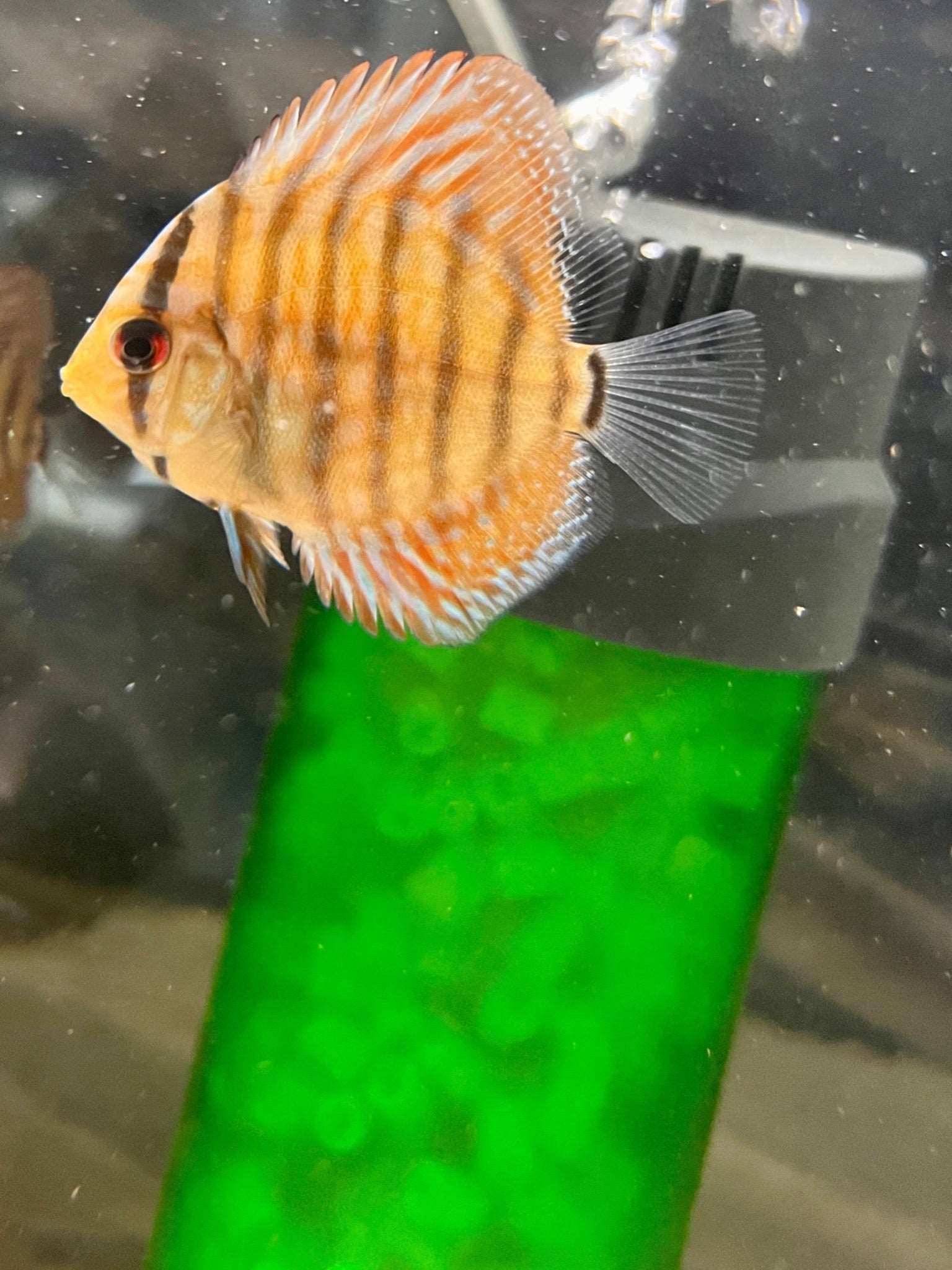tiger turkish discus