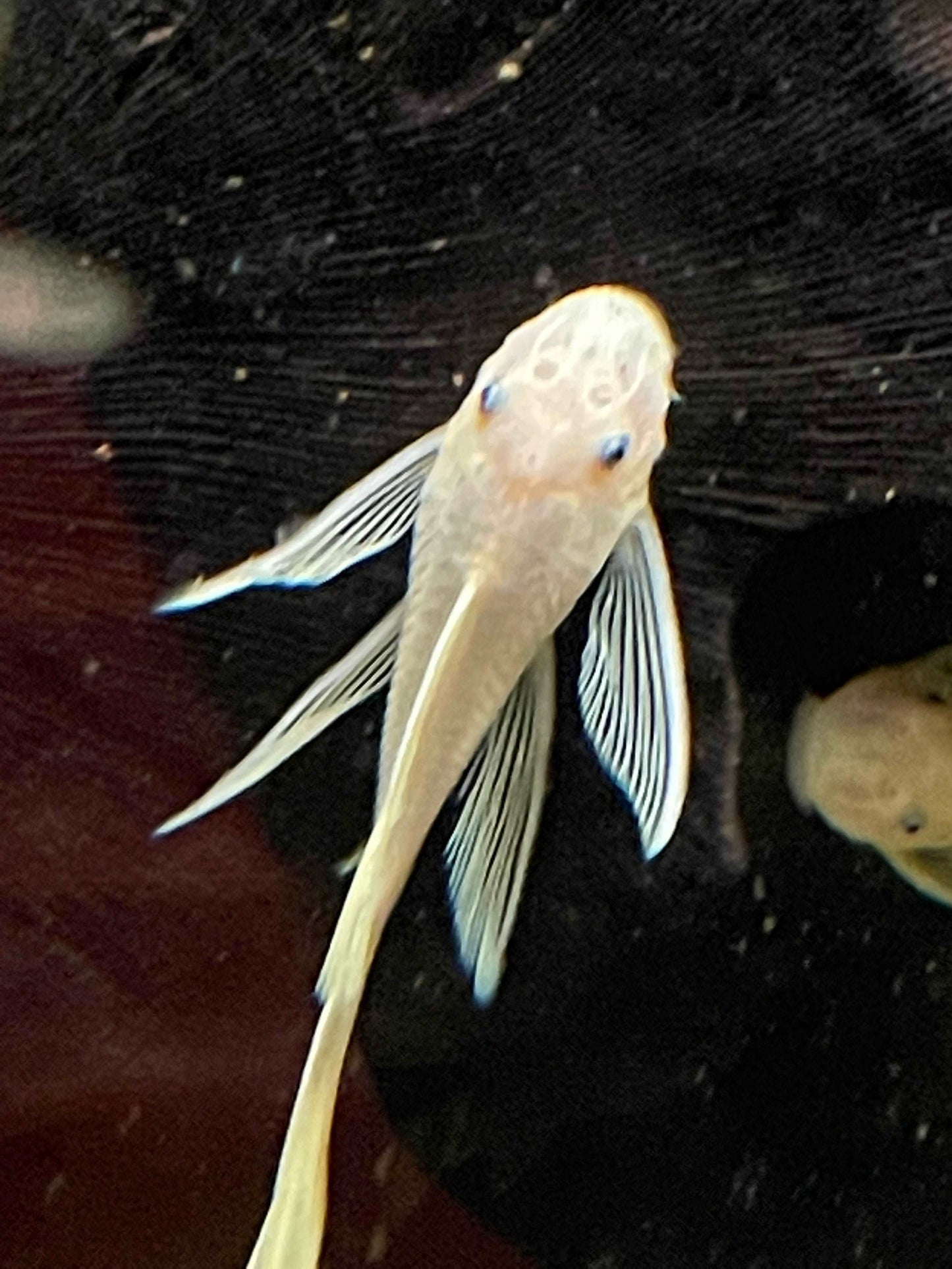 Lemon Blue Eye L144 Long FinLemon Blue Eye L144 Long Fin Introducing the stunning Lemon Blue Eye L144 Long Fin, a must-have addition to any aquarium. This beautiful fish boasts a vibrant lemon yellow body with striking blue eyes, making it a standout amon