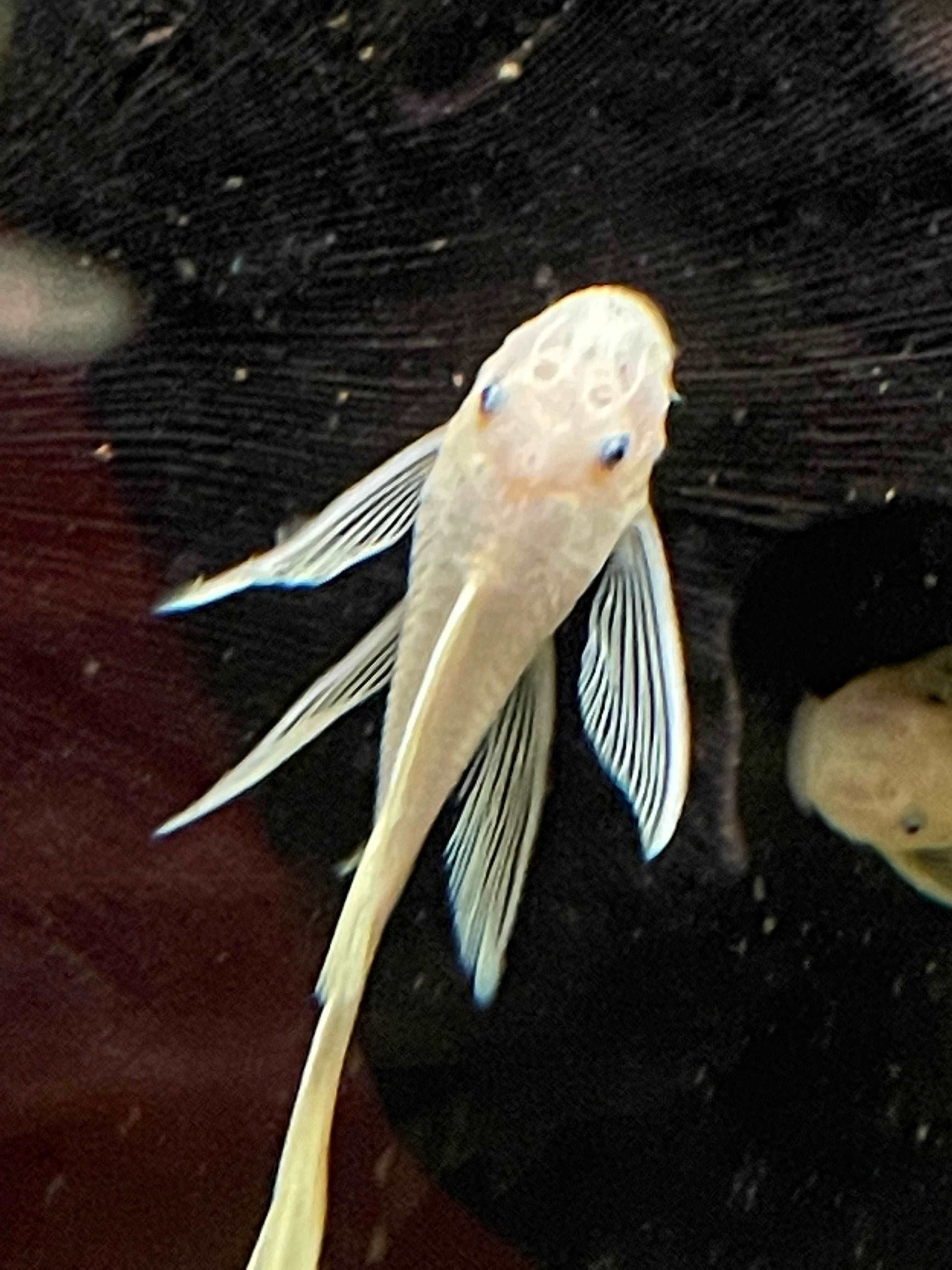 Lemon Blue Eye L144 Long FinLemon Blue Eye L144 Long Fin Introducing the stunning Lemon Blue Eye L144 Long Fin, a must-have addition to any aquarium. This beautiful fish boasts a vibrant lemon yellow body with striking blue eyes, making it a standout amon