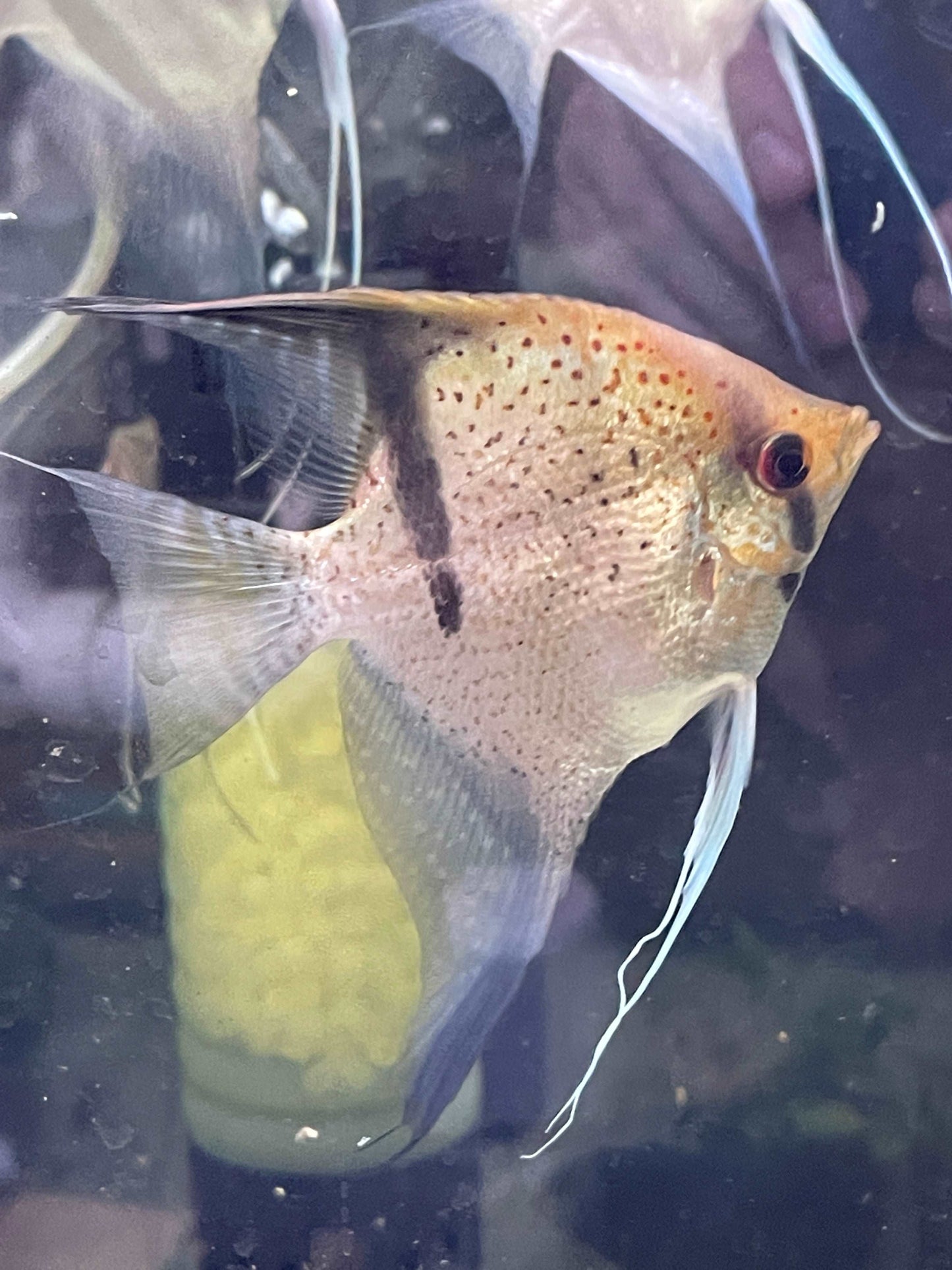 P. Scalare Red spot Guyana rio EssequiboP. Scalare Red spot Guyana rio Essequibo The P. Scalare Red spot Guyana rio Essequibo is a stunning angelfish that will make a beautiful addition to any aquarium. This particular strain of angelfish is native to the