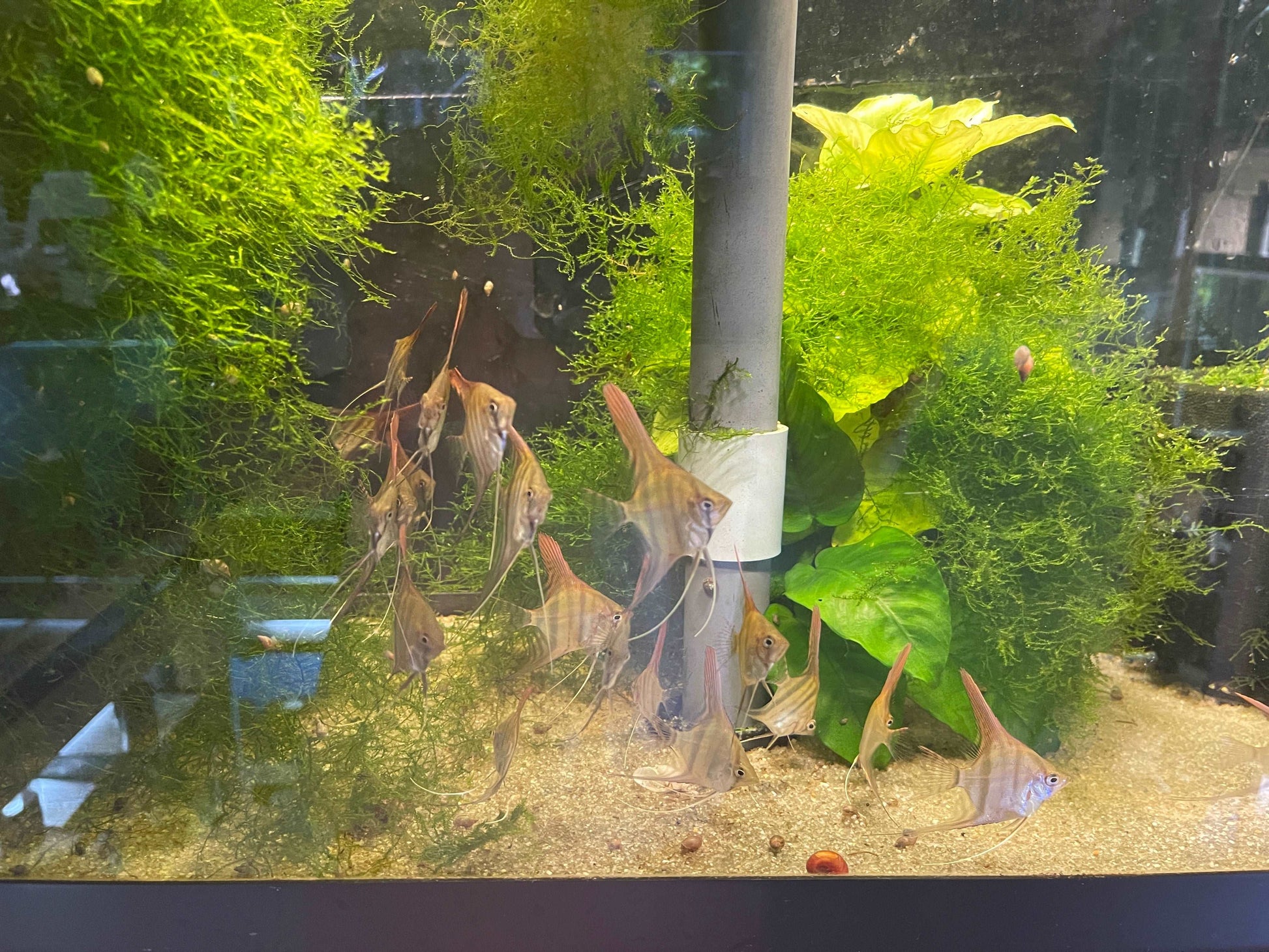 P.Scalare var. (seo Gabriel)P.Scalare var. Santa Isabel (seo Gabriel) The P.Scalare var. Santa Isabel (seo Gabriel) is a beautiful and unique angelfish species that is highly sought after by fish enthusiasts. This particular variety, also known as the San