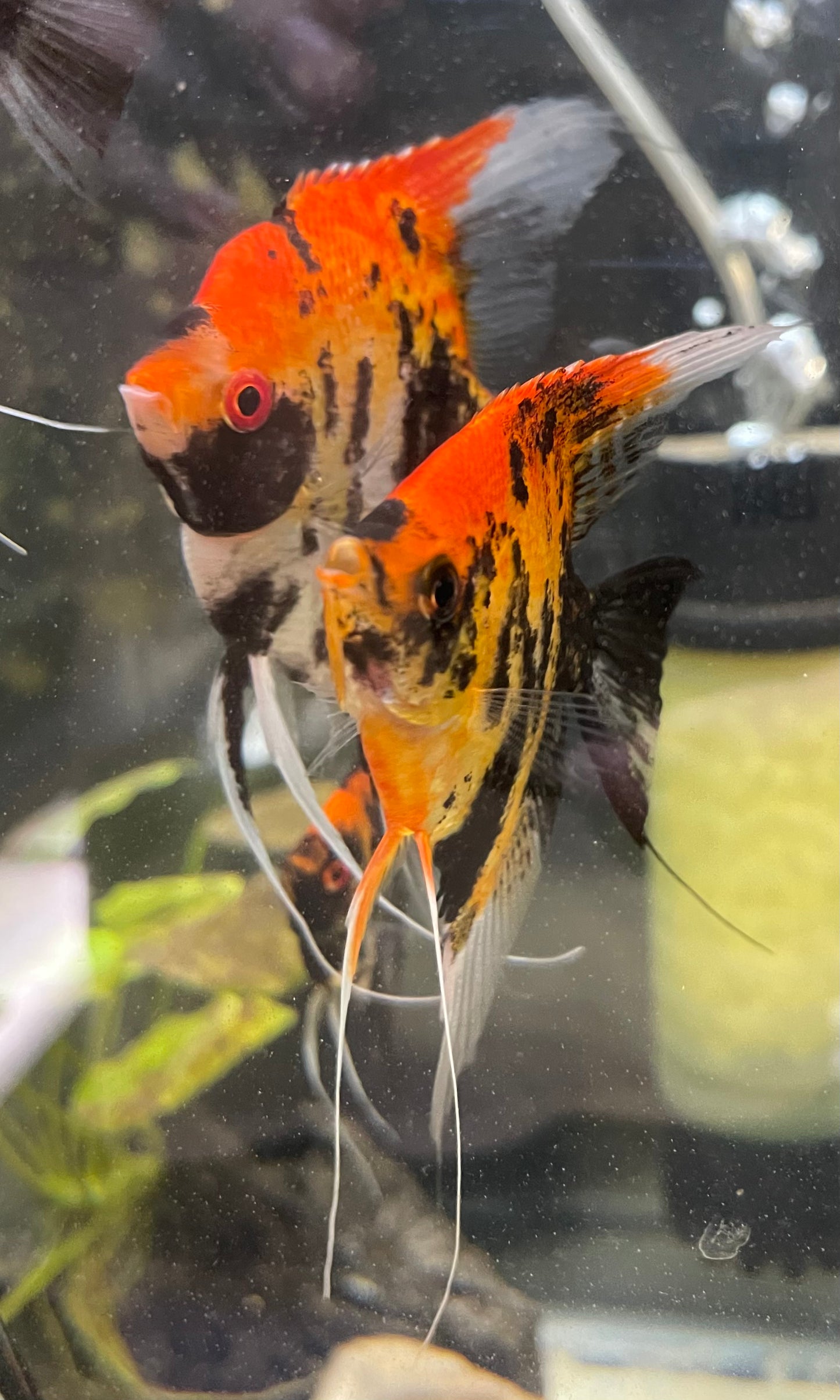 Calico Koi (Red Head)Introducing Calico Koi (Red Head) Welcome to our stunning collection of Calico Koi (Red Head) fish. These beautiful creatures are sure to add a touch of elegance and charm to any aquarium. With their vibrant red heads and unique calic