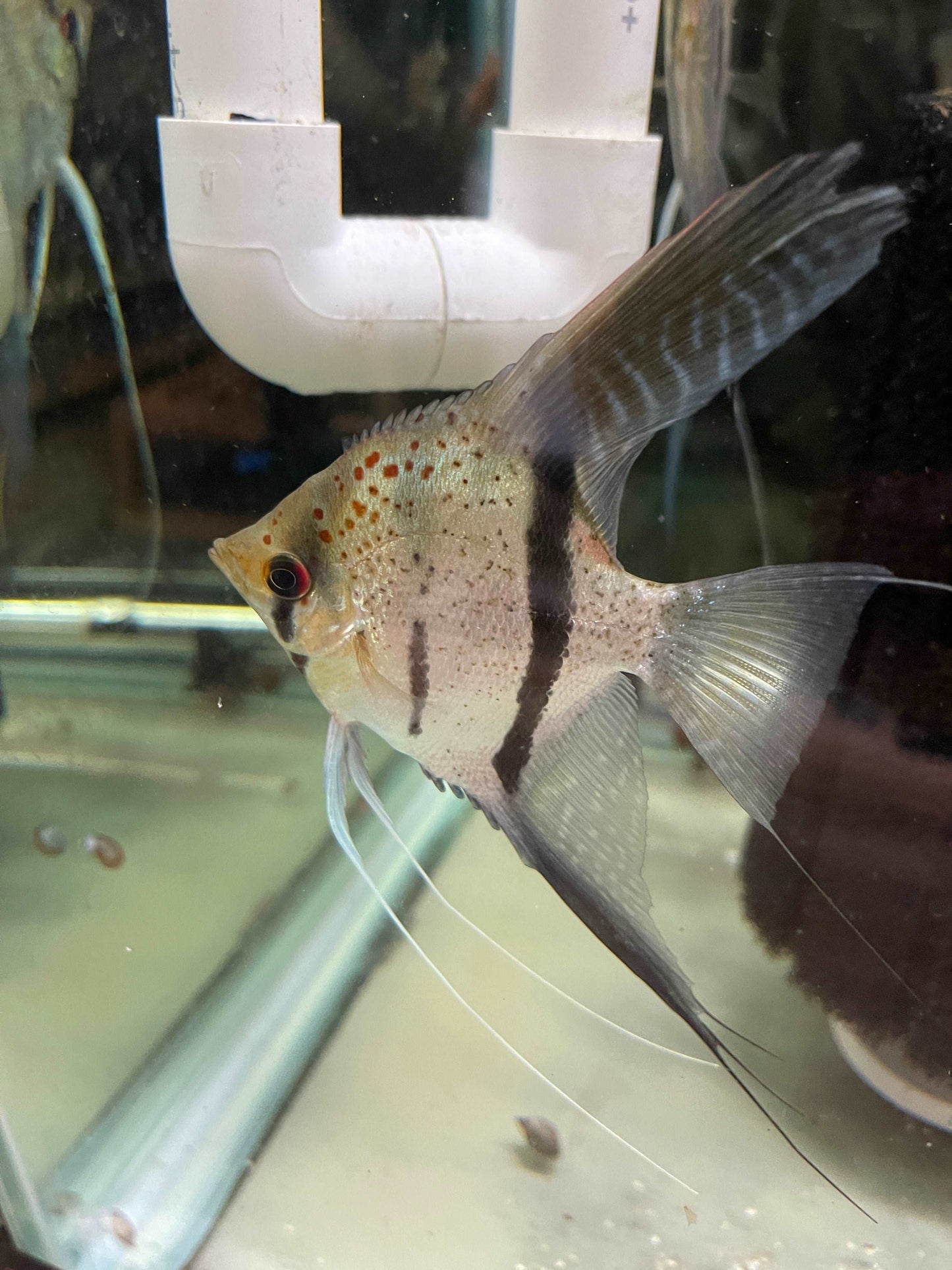 P. Scalare Red spot Guyana rio EssequiboP. Scalare Red spot Guyana rio Essequibo The P. Scalare Red spot Guyana rio Essequibo is a stunning angelfish that will make a beautiful addition to any aquarium. This particular strain of angelfish is native to the
