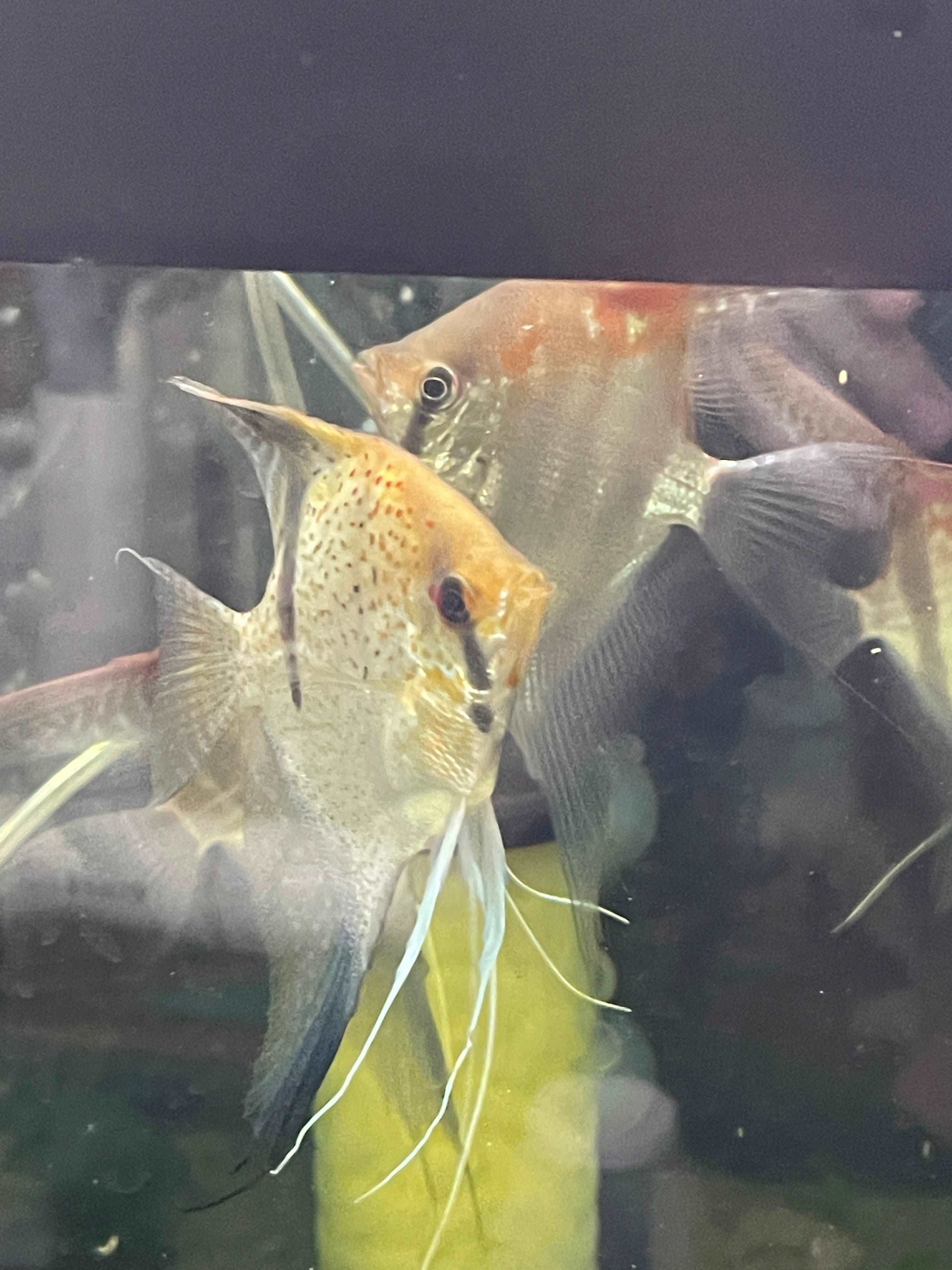 P. Scalare Red spot Guyana rio EssequiboP. Scalare Red spot Guyana rio Essequibo The P. Scalare Red spot Guyana rio Essequibo is a stunning angelfish that will make a beautiful addition to any aquarium. This particular strain of angelfish is native to the