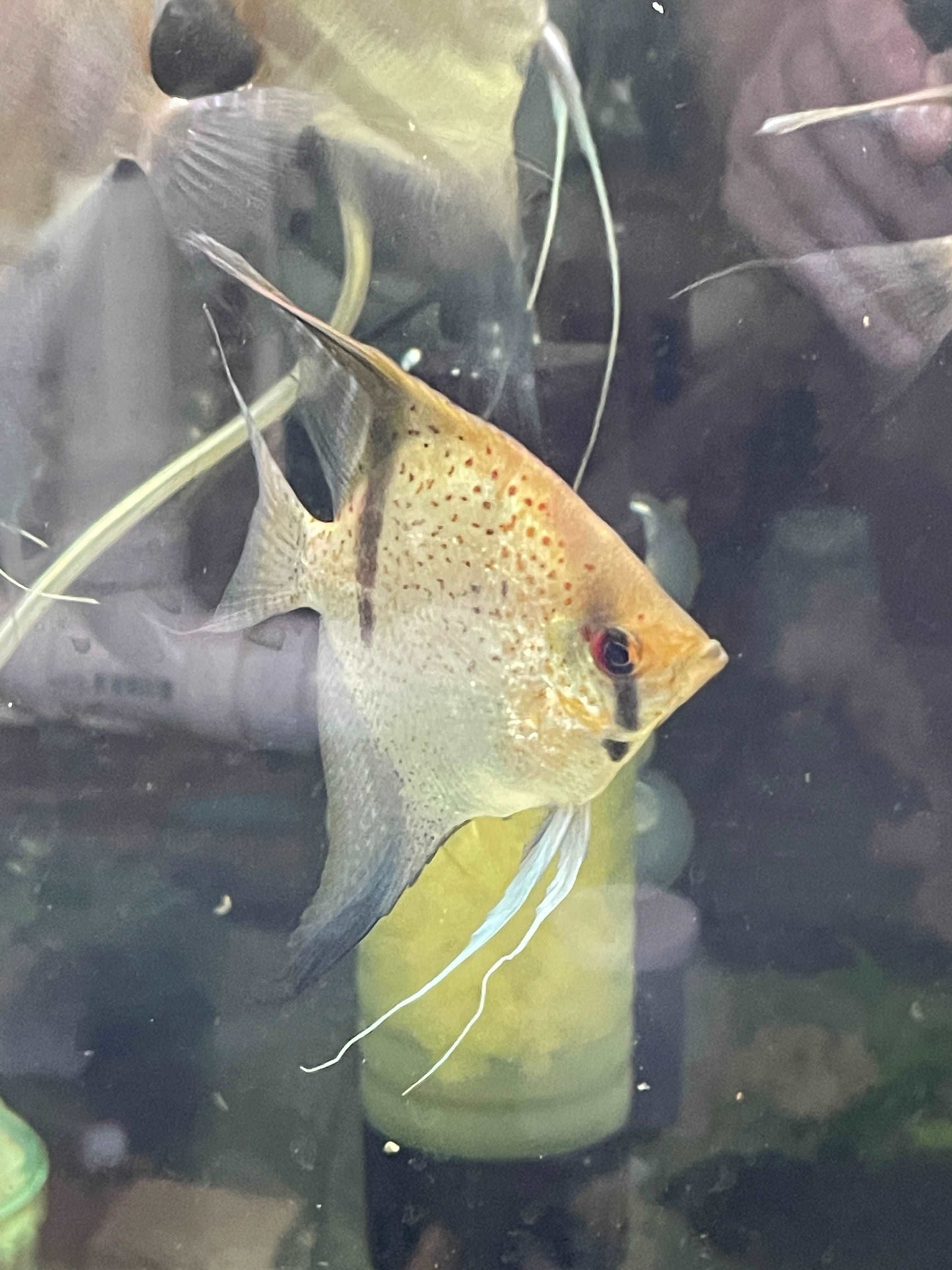 P. Scalare Red spot Guyana rio EssequiboP. Scalare Red spot Guyana rio Essequibo The P. Scalare Red spot Guyana rio Essequibo is a stunning angelfish that will make a beautiful addition to any aquarium. This particular strain of angelfish is native to the