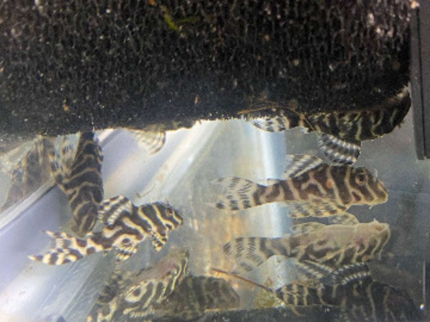 King Tiger pleco L333The King Tiger pleco L333 is a stunning and versatile addition to any aquarium. This beautiful fish is known for its striking black and white stripes, resembling the pattern of a tiger. With a maximum size of 6 inches, it is perfect f