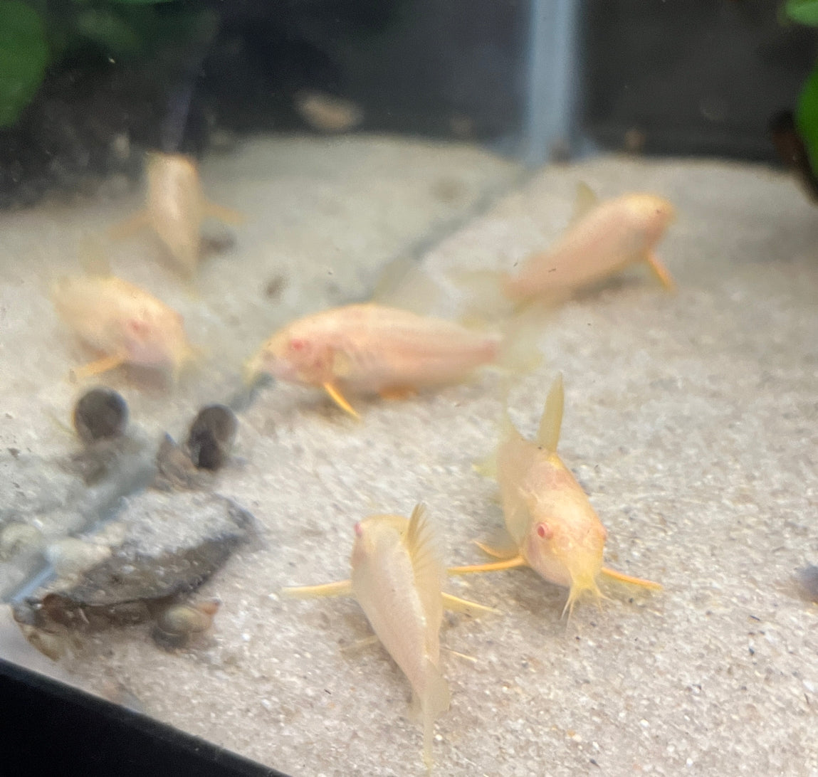 Albino Sterba's CorydorasAlbino Sterba's Corydoras The Albino Sterba`s Cory Catfish (Corydoras sterbai) is a unique and eye-catching variant of the popular Corydoras species. With its striking white coloration and contrasting black spots, this fish is sur