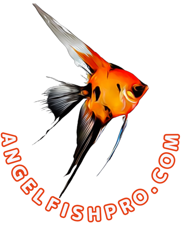 www.AngelfishPro.com
