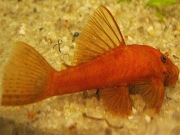 Super Red Short FinSuper Red Short Fin The Super Red Short Fin is a stunning and unique angelfish that will make a beautiful addition to any aquarium. With its vibrant red color and short fins, this fish is sure to catch the eye of anyone who sees it. It