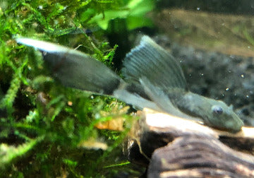 Green Dragon Long FinThe Green Dragon Long Fin is a stunning and versatile addition to any aquarium. This unique fish, also known as the Siamese Fighting Fish, boasts vibrant green scales and long, flowing fins that give it a regal appearance. Its peacefu