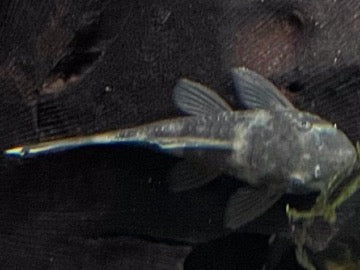 Green Dragon Short FinGreen Dragon Short Fin The Green Dragon Short Fin is a unique and eye-catching addition to any aquarium. This beautiful angelfish has a vibrant green body with striking black and white markings, resembling the mythical creature it is