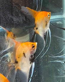 High Coverage Koi StandardHigh Coverage Koi Standard The High Coverage Koi Standard is a stunning and unique addition to any aquarium. This beautiful fish features a full orange body coverage and standard fins, making it a standout among other koi fish. I