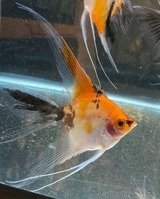 High Coverage Koi VeilHigh Coverage Koi Veil Introducing our newest addition to the Angelfish Pro collection - the High Coverage Koi Veil. This stunning angelfish boasts a vibrant orange color with a unique veil-like pattern, making it a standout in any a