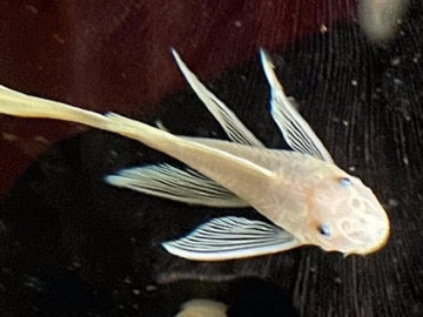 Lemon Blue Eye L144 Long FinLemon Blue Eye L144 Long Fin Introducing the stunning Lemon Blue Eye L144 Long Fin, a must-have addition to any aquarium. This beautiful fish boasts a vibrant lemon yellow body with striking blue eyes, making it a standout amon