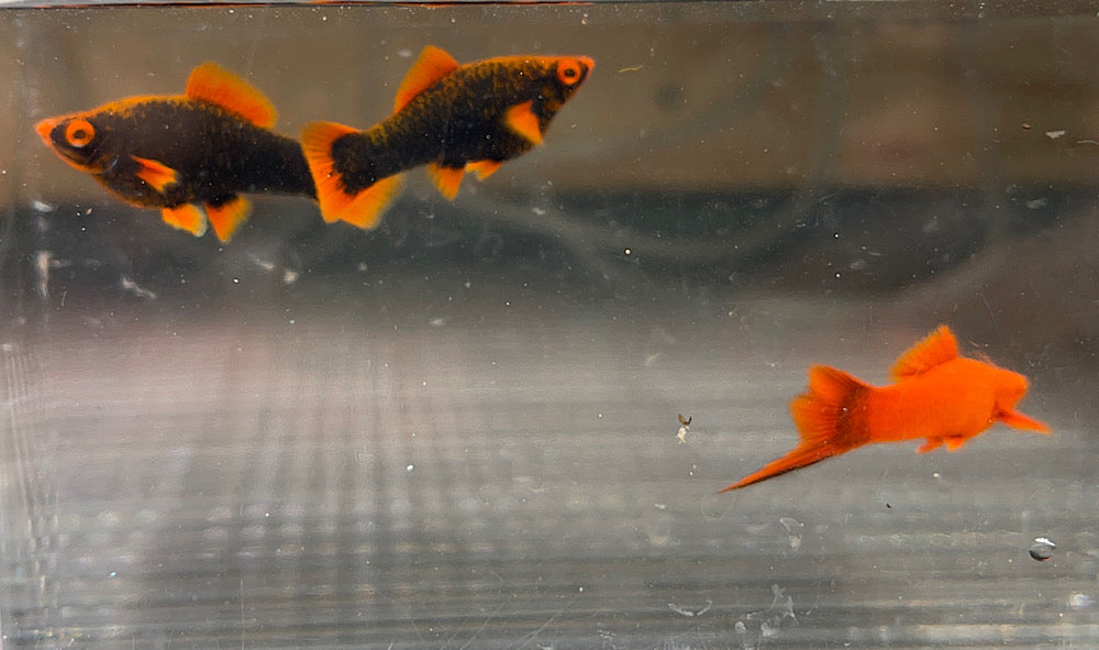 Red alpha and ruby red trio