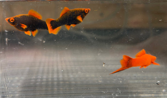 Red alpha and ruby red trio