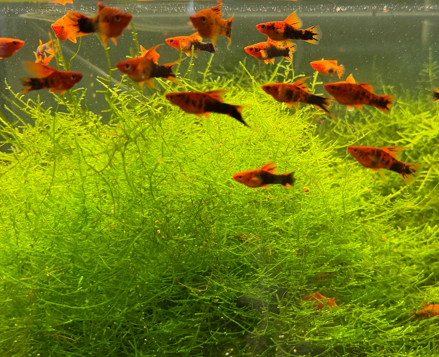 Painted marble high fin swordtails