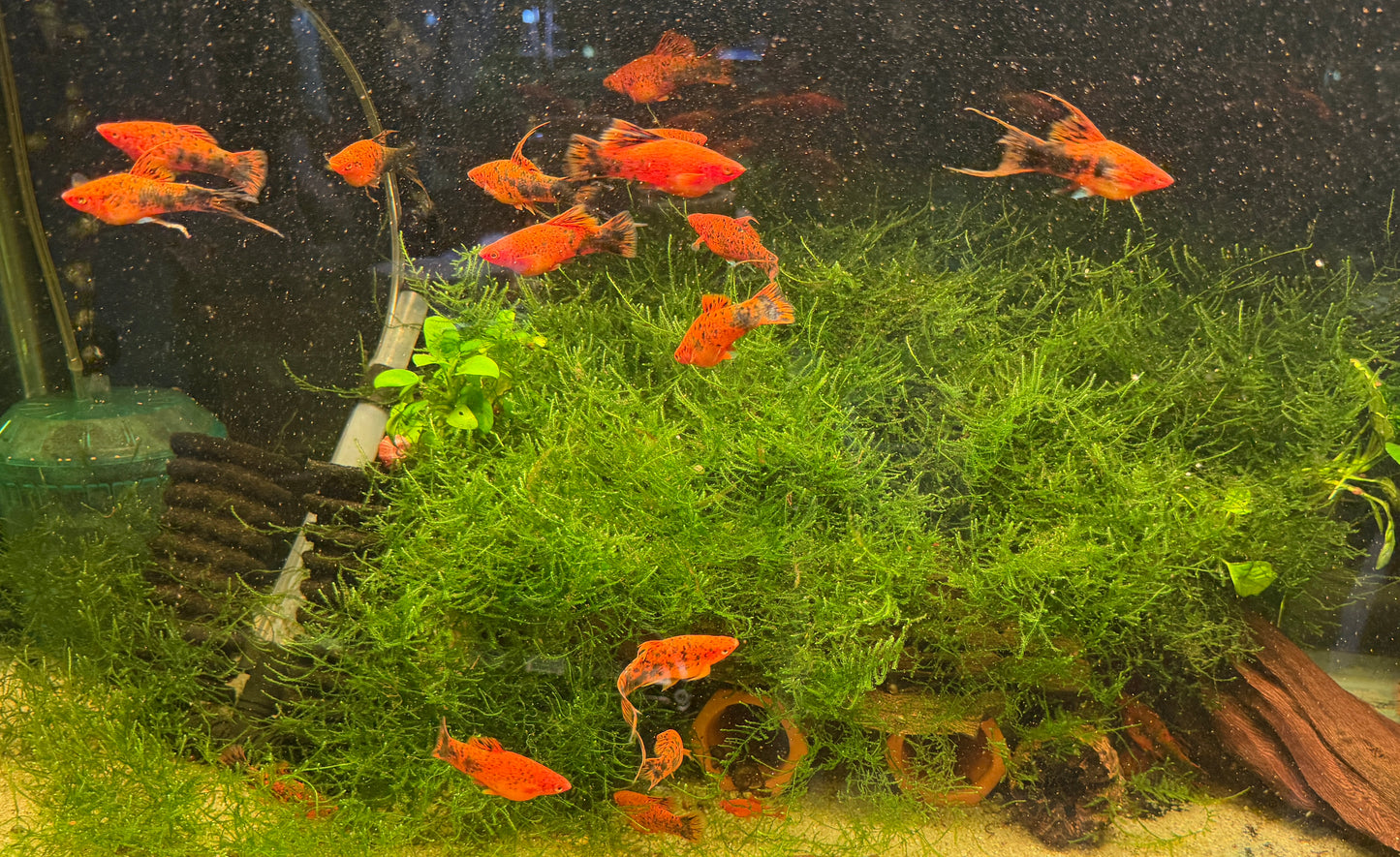 Painted marble high fin swordtails