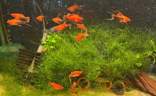 Painted marble high fin swordtails
