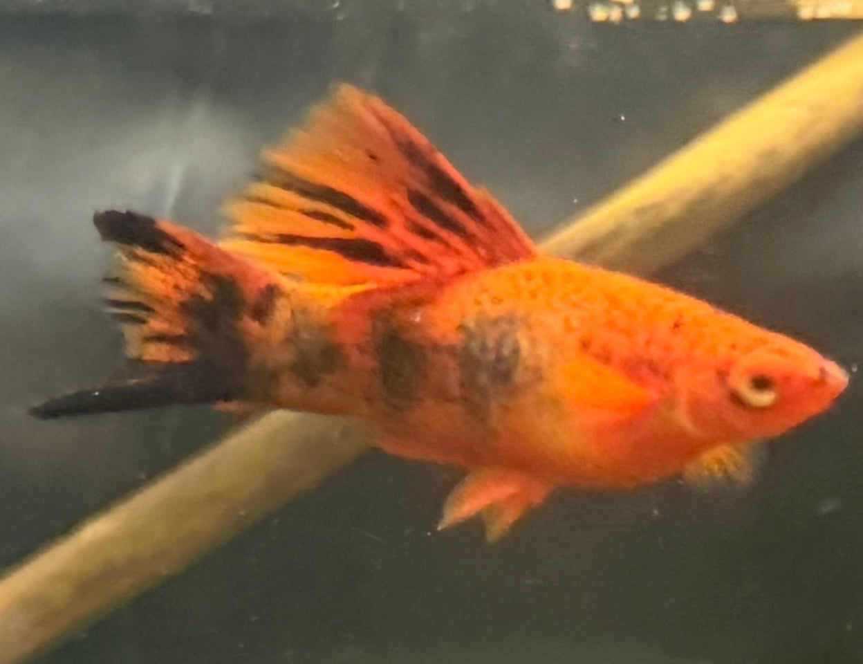 Painted marble high fin swordtails