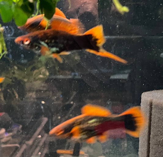 Swordtails Breeding Pair