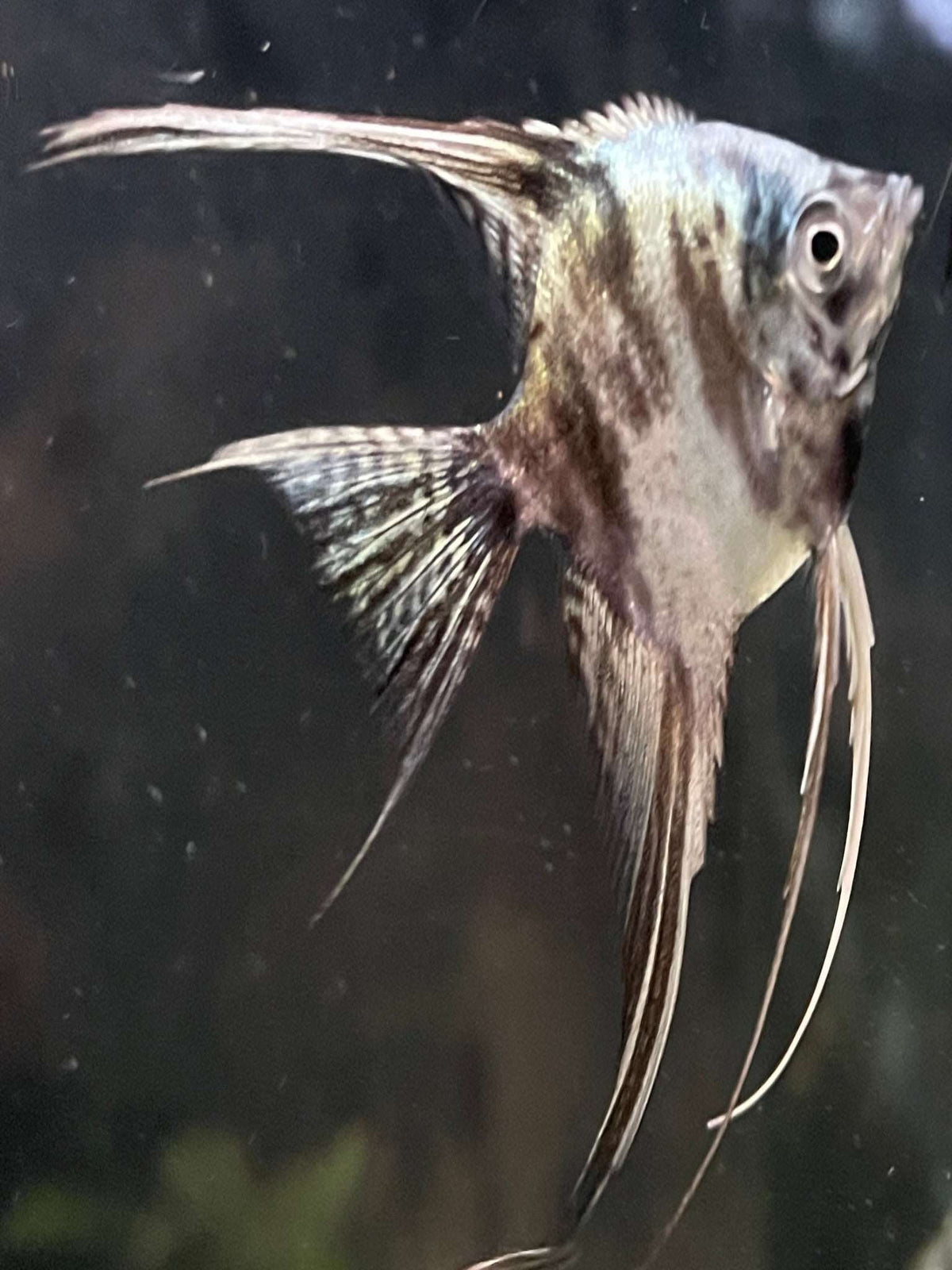 Vehl Fish Elegant Blue Marble Veil Angelfish for Aquariums
