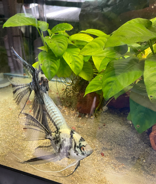 AngelFish Breeding Pair