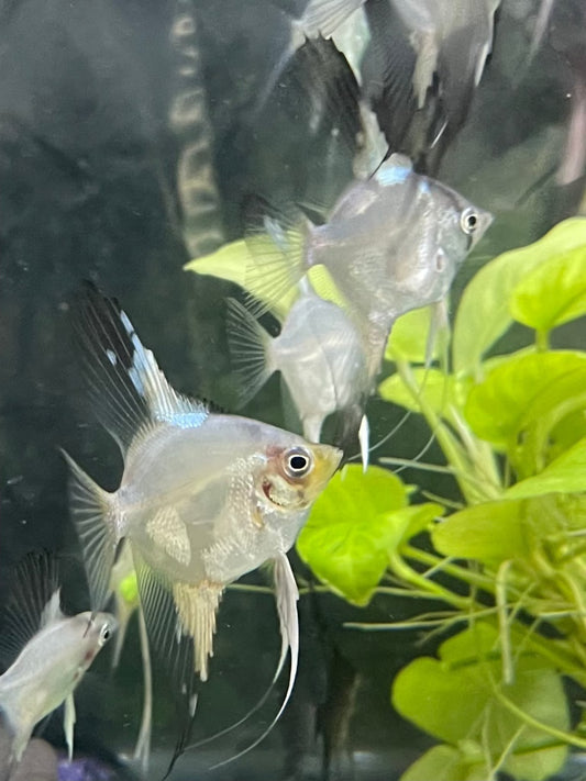 Blue Pinoy ParaibaBlue Pinoy Paraiba Introducing the stunning Blue Pinoy Paraiba, a must-have for any angelfish enthusiast. This unique fish boasts a beautiful blue color with hints of green and purple, making it a standout in any aquarium. The 2nd and 3r