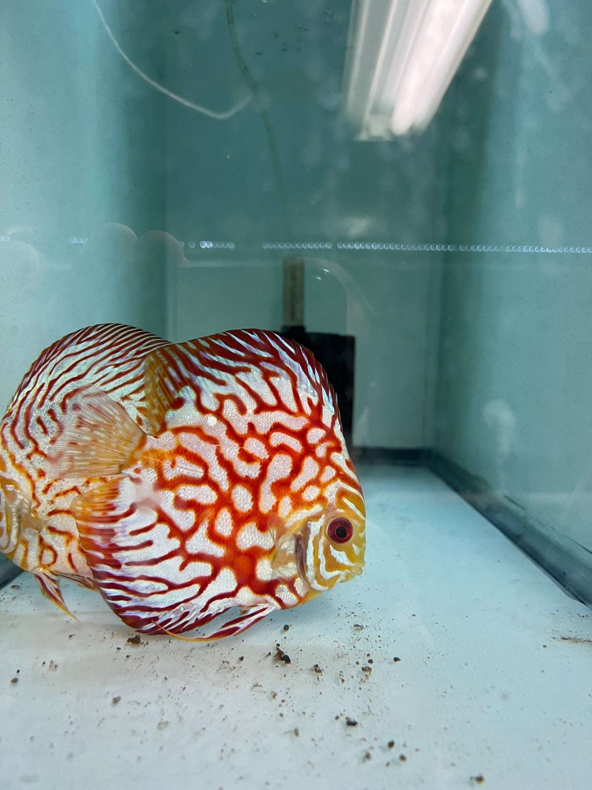 Discus red pigeonProduct Title: Discus Red Pigeon Product URL: http ...