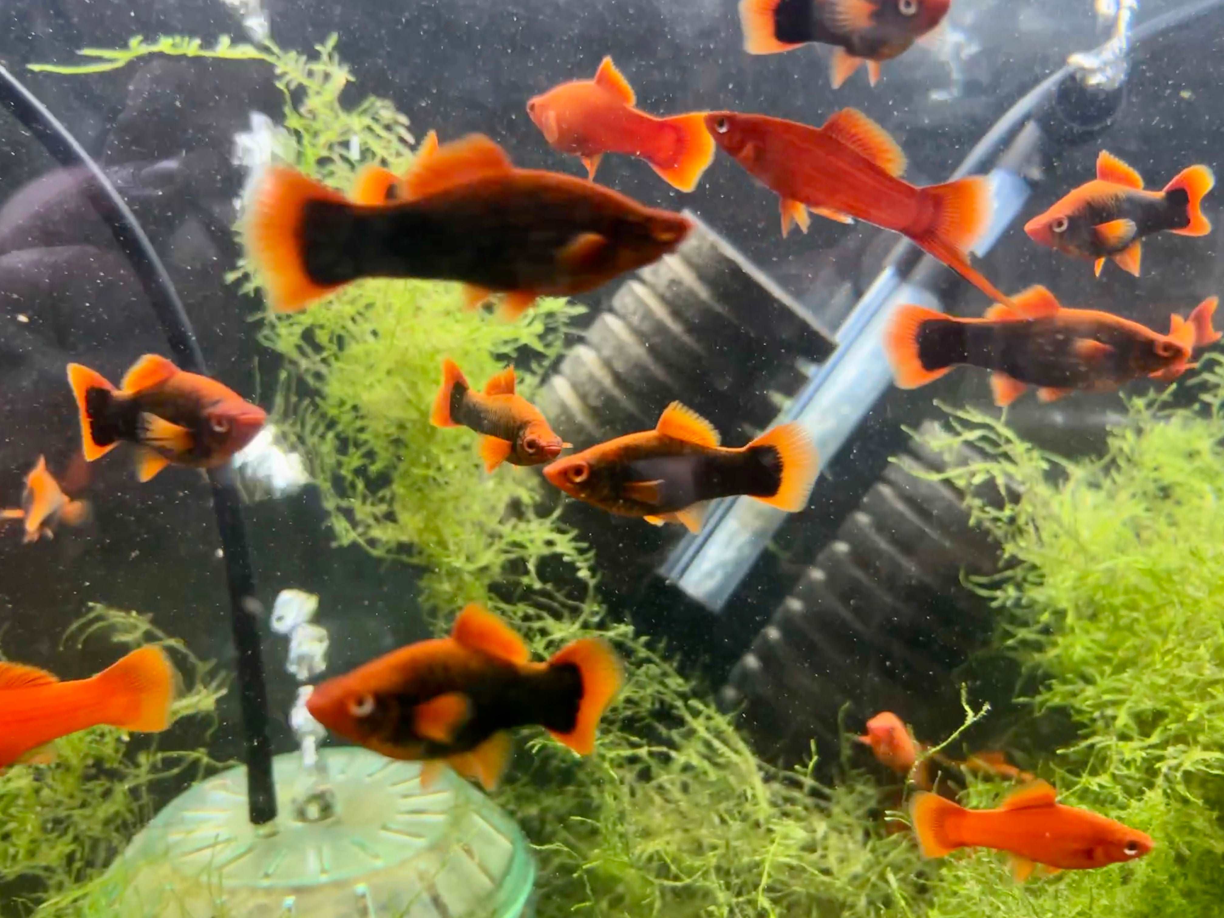 Ruby Red Fish Eating Fish View full details
