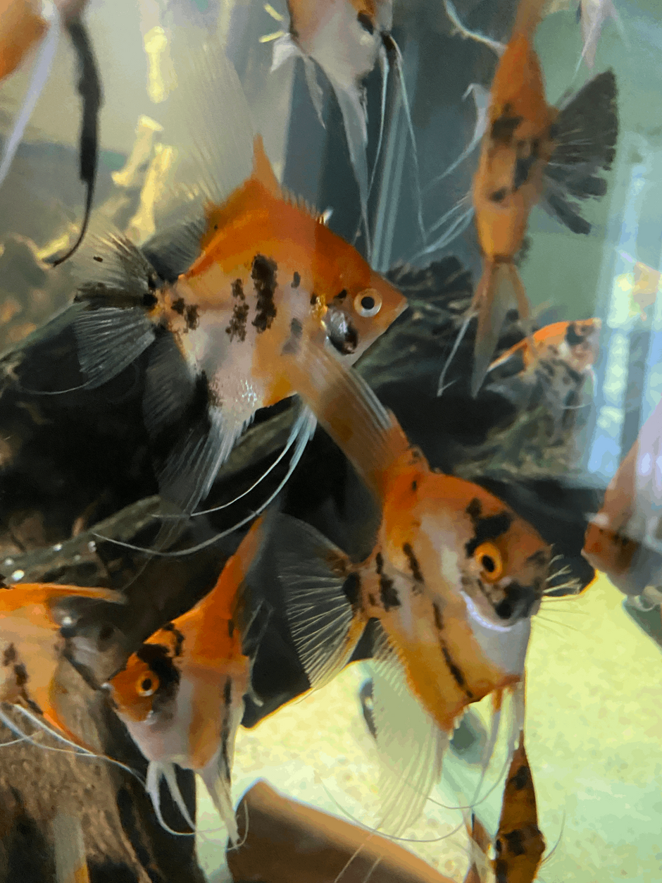 High Coverage Koi Standard