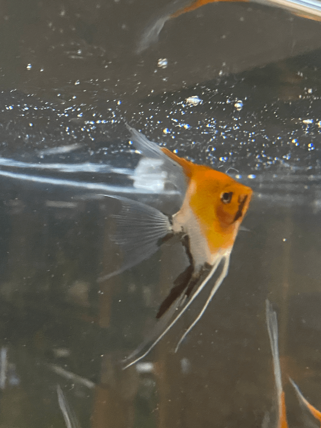 High Coverage Koi Veil