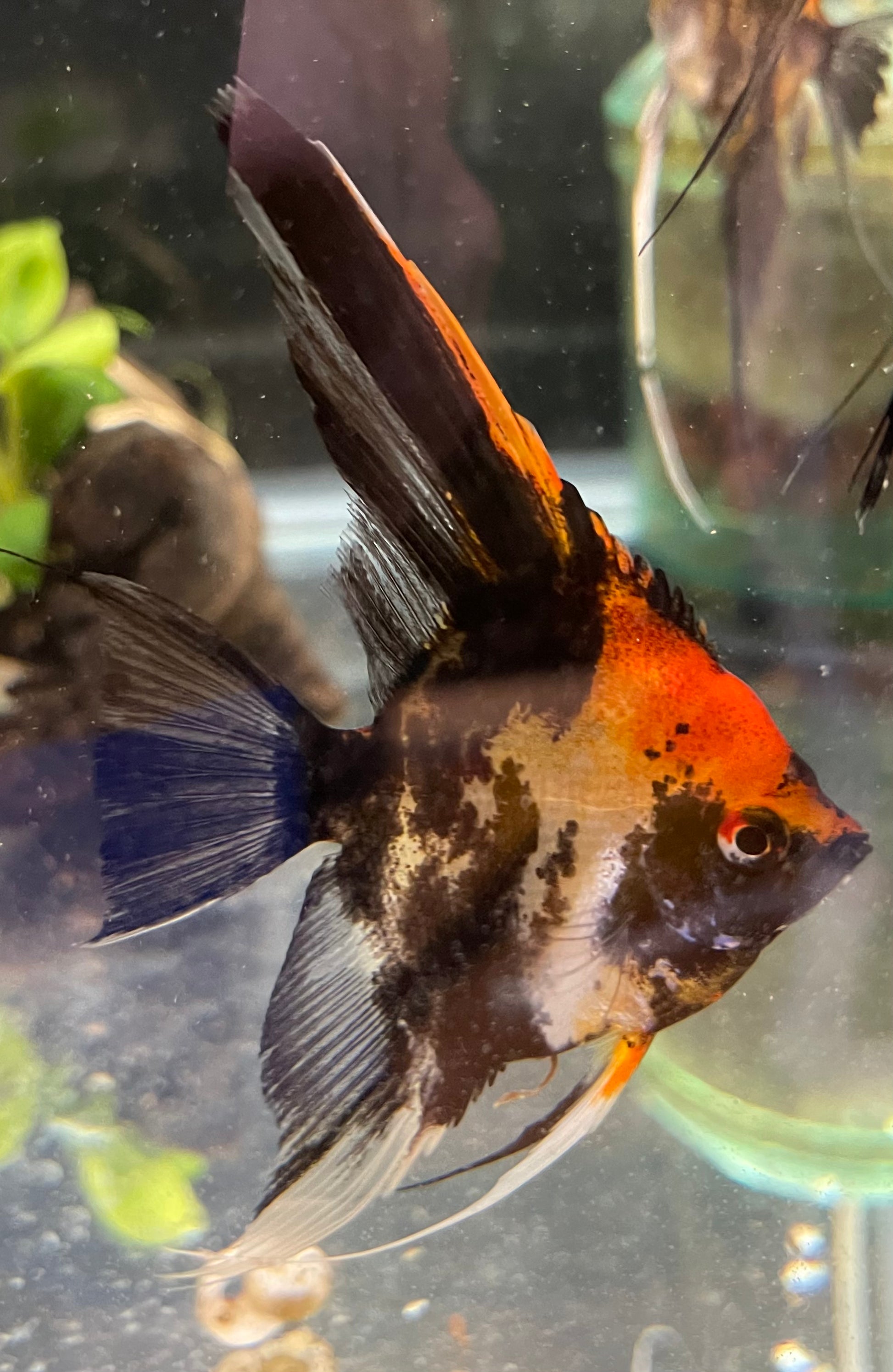 Calico Koi (Red Head)Introducing Calico Koi (Red Head) Welcome to our stunning collection of Calico Koi (Red Head) fish. These beautiful creatures are sure to add a touch of elegance and charm to any aquarium. With their vibrant red heads and unique calic