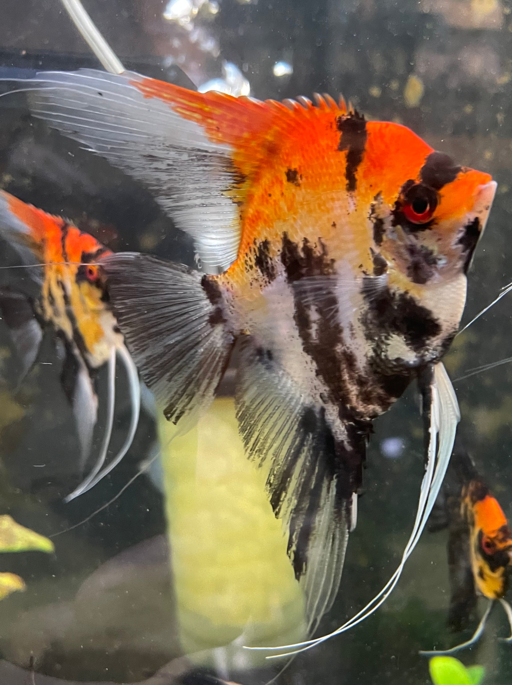 Calico Koi (Red Head)Introducing Calico Koi (Red Head) Welcome to our stunning collection of Calico Koi (Red Head) fish. These beautiful creatures are sure to add a touch of elegance and charm to any aquarium. With their vibrant red heads and unique calic