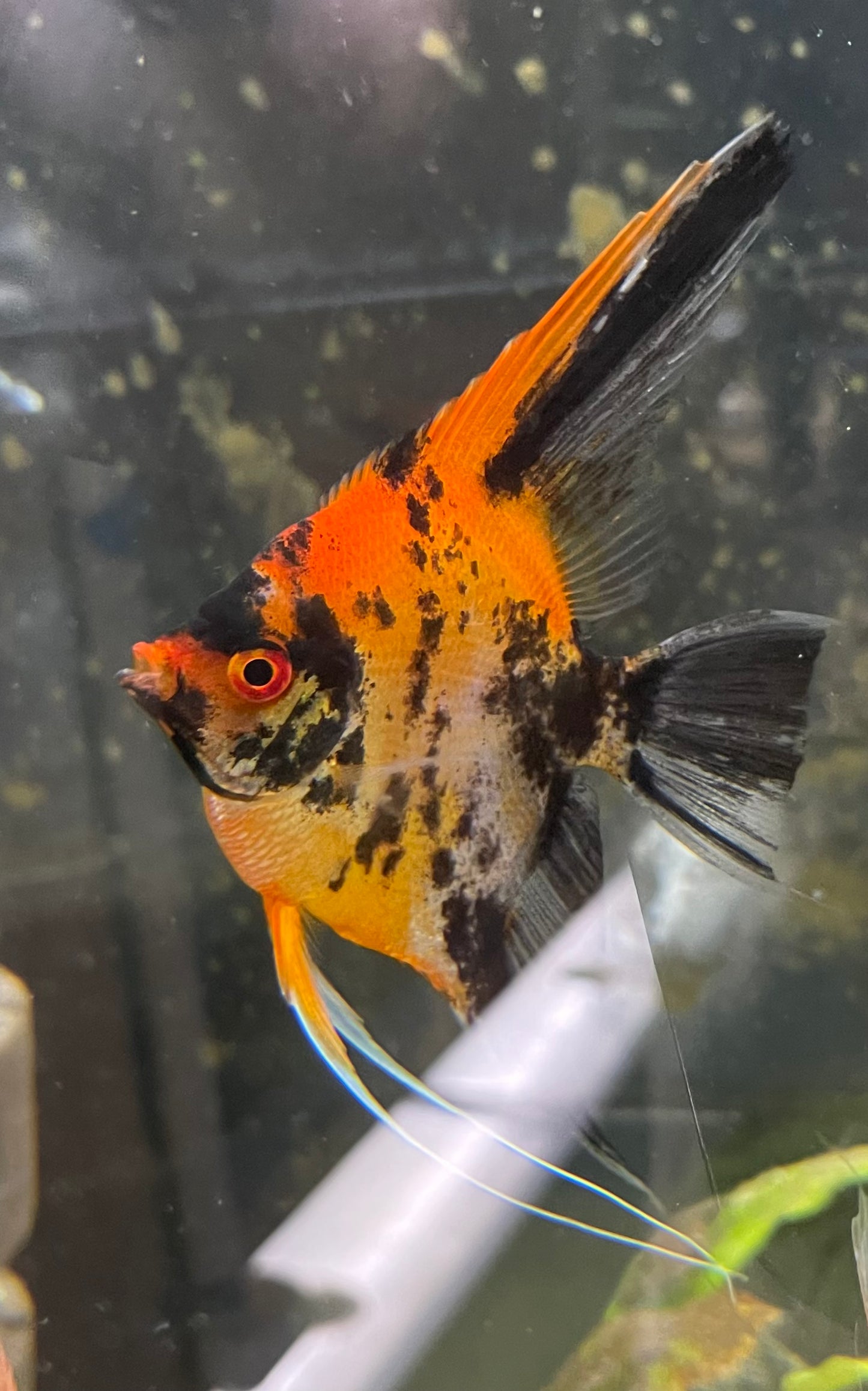 Calico Koi (Red Head)Introducing Calico Koi (Red Head) Welcome to our stunning collection of Calico Koi (Red Head) fish. These beautiful creatures are sure to add a touch of elegance and charm to any aquarium. With their vibrant red heads and unique calic