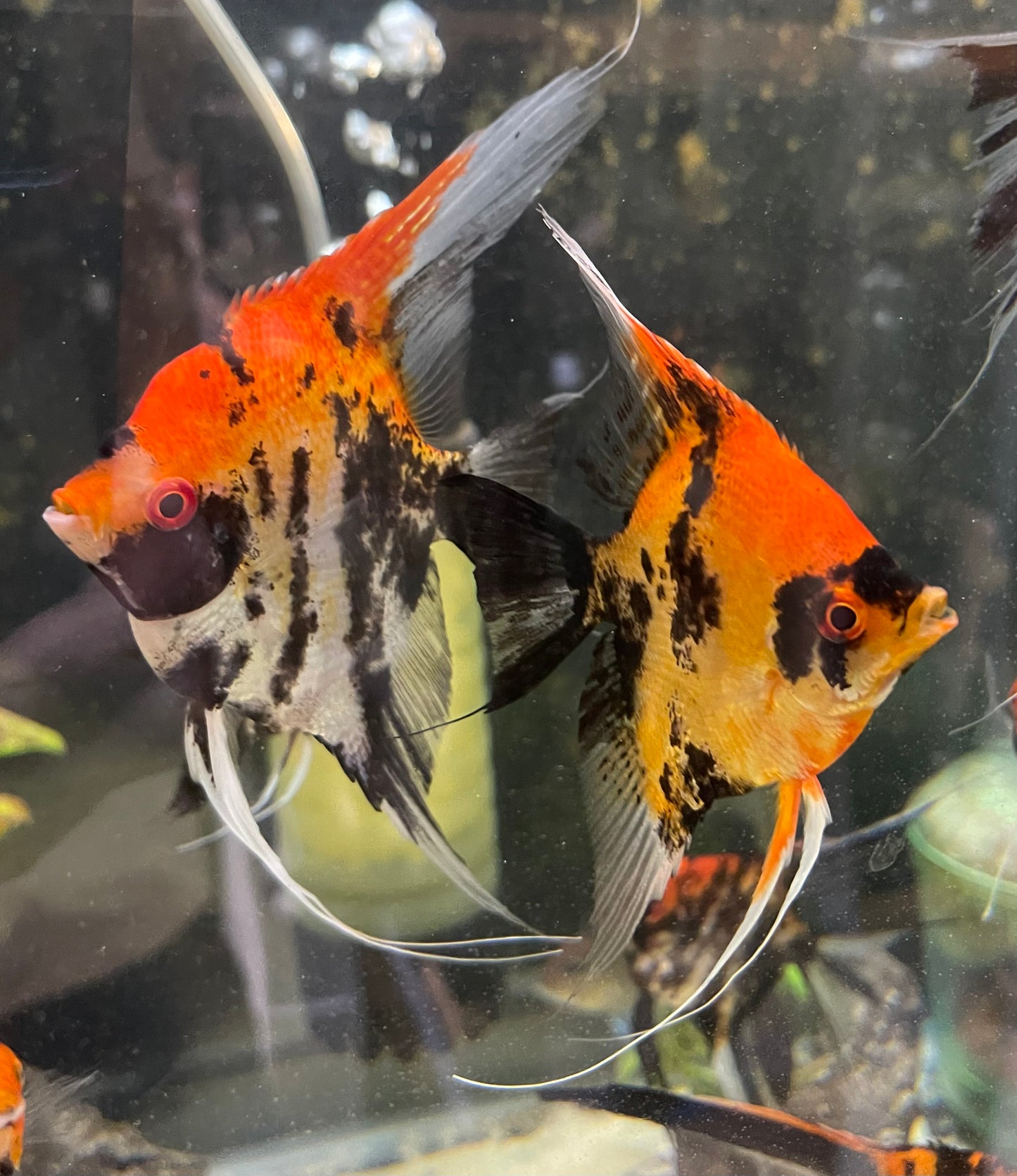 Calico Koi (Red Head)Introducing Calico Koi (Red Head) Welcome to our stunning collection of Calico Koi (Red Head) fish. These beautiful creatures are sure to add a touch of elegance and charm to any aquarium. With their vibrant red heads and unique calic