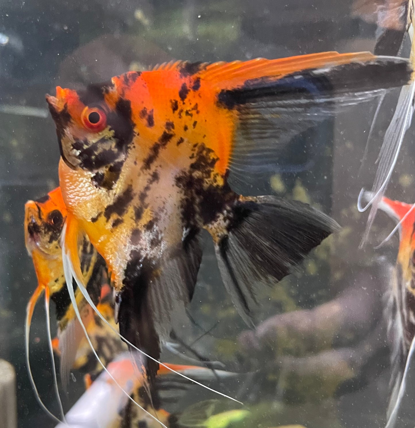 Calico Koi (Red Head)Introducing Calico Koi (Red Head) Welcome to our stunning collection of Calico Koi (Red Head) fish. These beautiful creatures are sure to add a touch of elegance and charm to any aquarium. With their vibrant red heads and unique calic