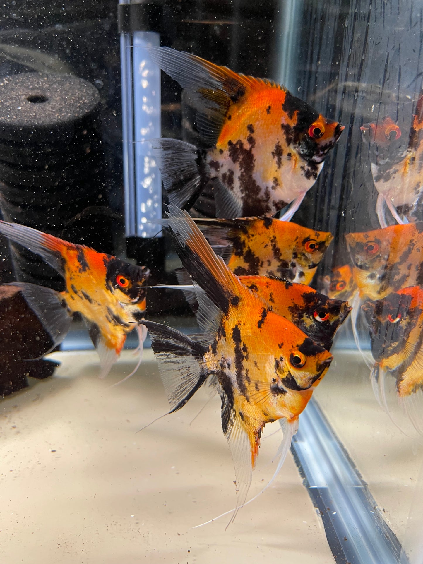 Calico Koi (Red Head)Introducing Calico Koi (Red Head) Welcome to our stunning collection of Calico Koi (Red Head) fish. These beautiful creatures are sure to add a touch of elegance and charm to any aquarium. With their vibrant red heads and unique calic